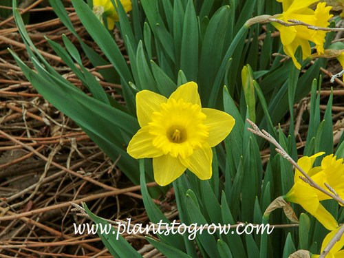 'Dutch Master' Daffodil (Narcissus)